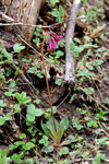 <i>Primula tangutica </i>