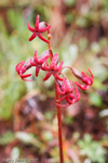 <i>Primula tangutica </i>