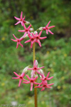 <i>Primula tangutica </i>