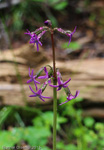 <i>Primula tangutica </i>