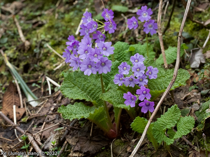 <i>Primula tardiflora </i>