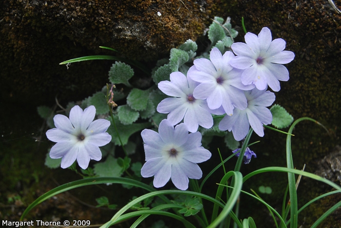 <i>Primula tenella </i>