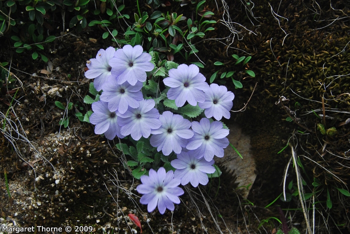 <i>Primula tenella </i>