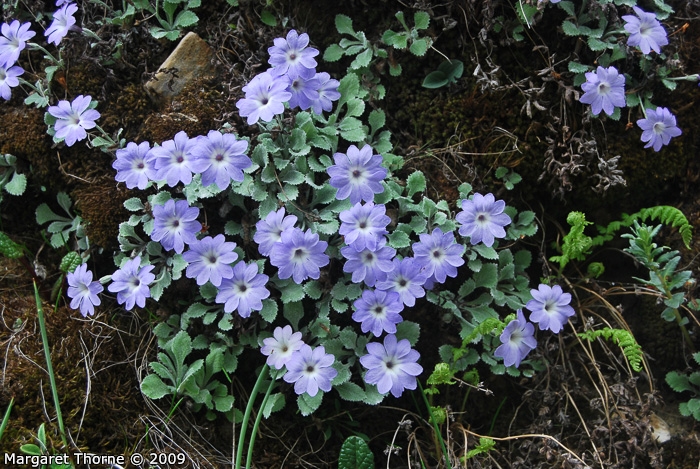 <i>Primula tenella </i>