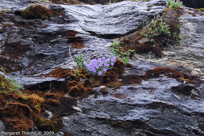 <i>Primula tenella </i>