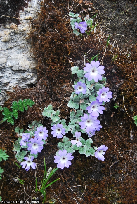 <i>Primula tenella </i>