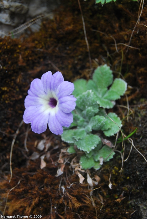 <i>Primula tenella </i>