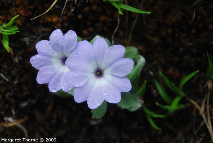 <i>Primula tenella </i>
