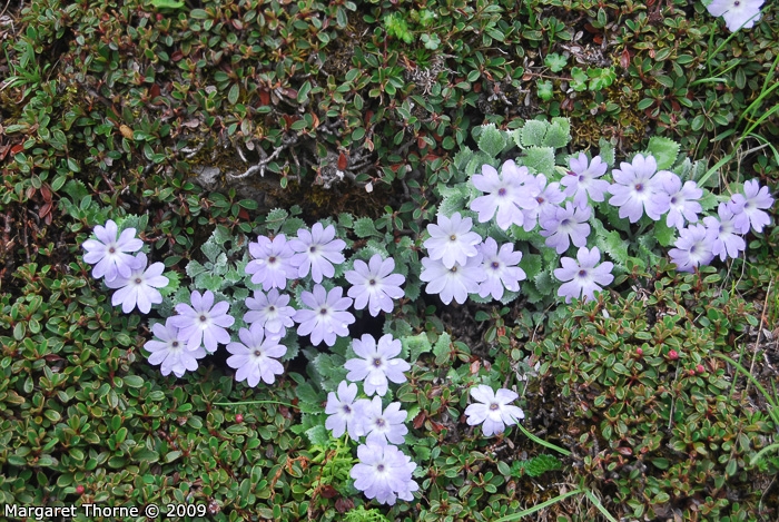 <i>Primula tenella </i>