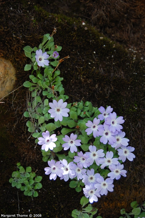 <i>Primula tenella </i>