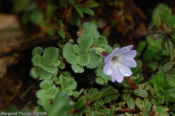 <i>Primula tenella </i>