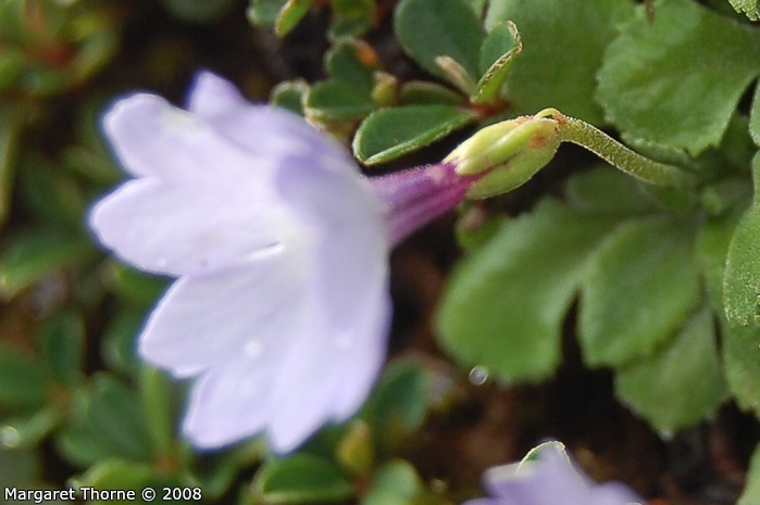 <i>Primula tenella </i>