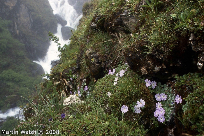 <i>Primula tenella </i>