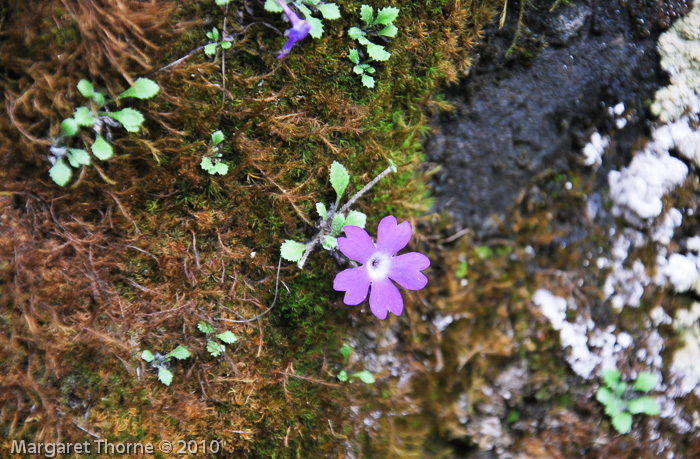 P. tenella var. flagellaris