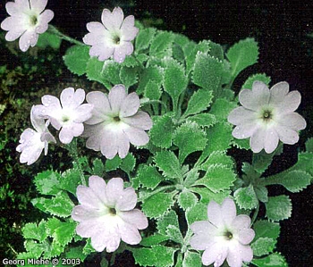 <i>Primula tenella </i>