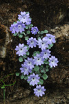 <i>Primula tenella </i>