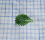 <i>Primula tenella </i>