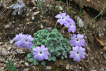 <i>Primula tenella </i>