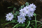 <i>Primula tenella </i>