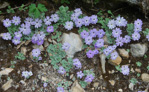 <i>Primula tenella </i>
