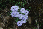 <i>Primula tenella </i>