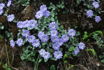 <i>Primula tenella </i>