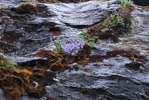 <i>Primula tenella </i>