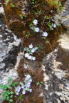 <i>Primula tenella </i>