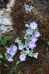 <i>Primula tenella </i>
