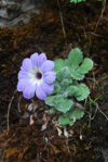 <i>Primula tenella </i>