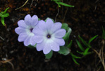 <i>Primula tenella </i>