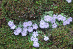 <i>Primula tenella </i>