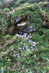 <i>Primula tenella </i>