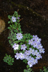 <i>Primula tenella </i>