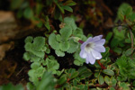 <i>Primula tenella </i>