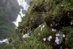 <i>Primula tenella </i>