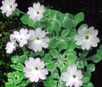 <i>Primula tenella </i>
