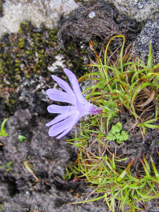 <i>Primula tenuiloba </i>