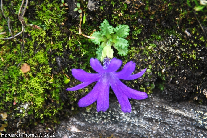 <i>Primula tenuiloba </i>
