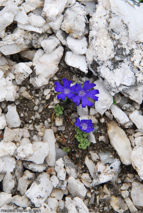 <i>Primula tenuiloba </i>