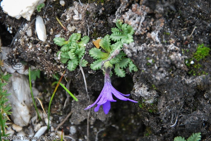 <i>Primula tenuiloba </i>