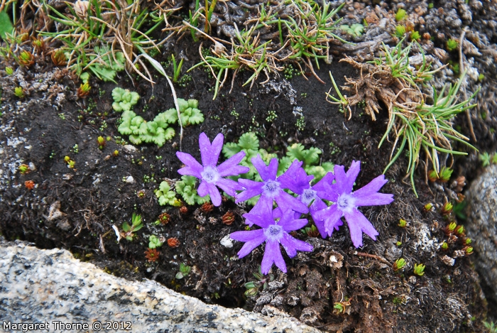 <i>Primula tenuiloba </i>