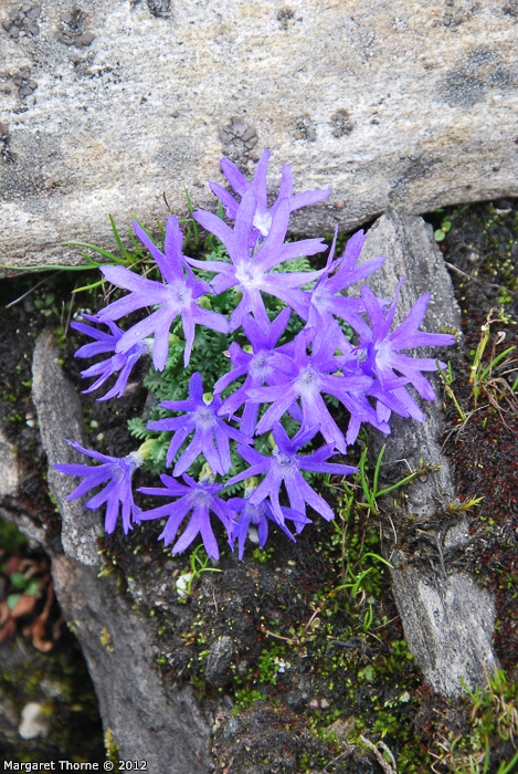 <i>Primula tenuiloba </i>