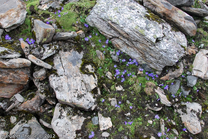 <i>Primula tenuiloba </i>