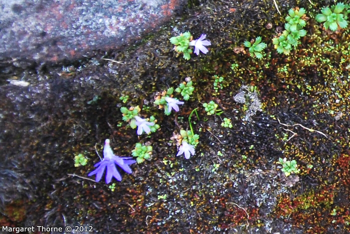 <i>Primula tenuiloba </i>