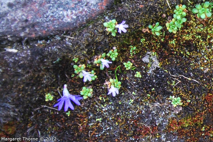 P. tenuiloba flower (left), P. muscoides plants in flower (right)