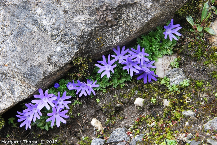 <i>Primula tenuiloba </i>