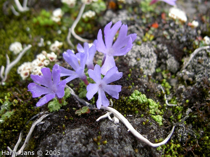 <i>Primula tenuiloba </i>
