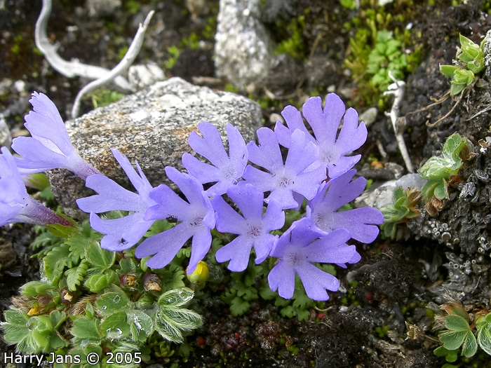 <i>Primula tenuiloba </i>