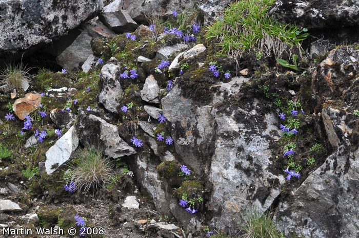 <i>Primula tenuiloba </i>